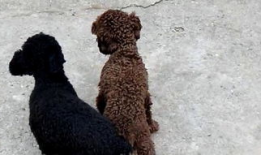 狗与狗交配视频,揭秘犬类交配行为